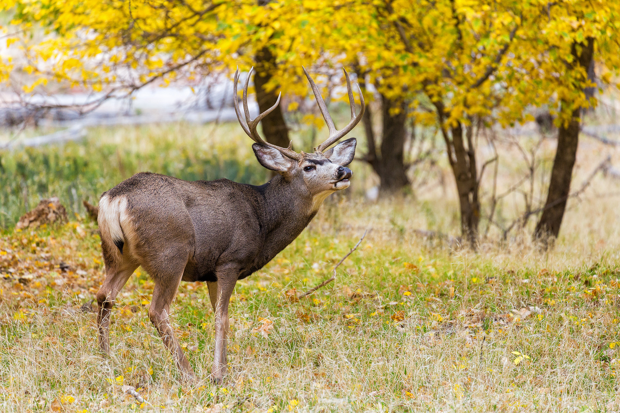 A mule deer buck stands in grass below autumn cottonwood trees in Zion National Park, Utah.